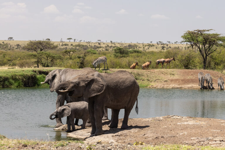 89a7589c-d0fd-4d79-b9e4-d7821f480235-Mahali Mzuri Safari Elephant (138)-