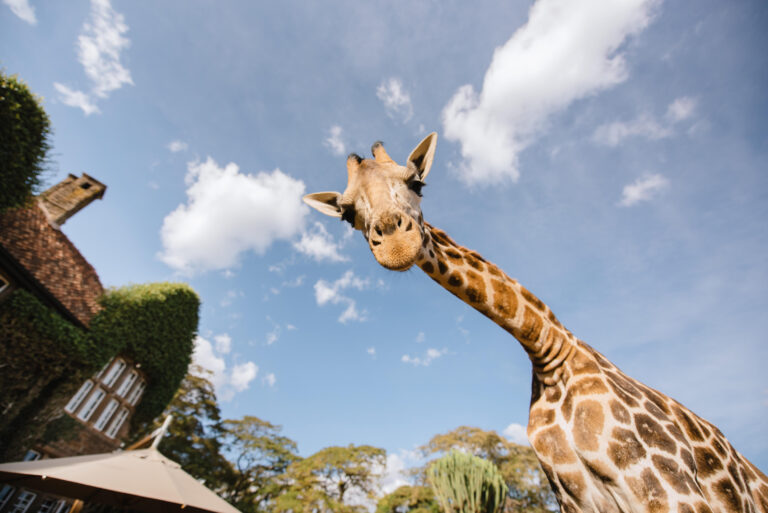Giraffe Manor