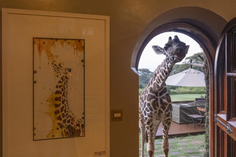 Giraffe Manor_18