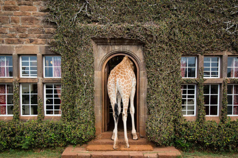Giraffe Manor_3