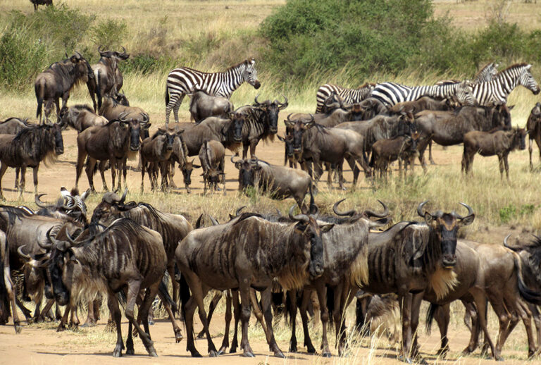 migration